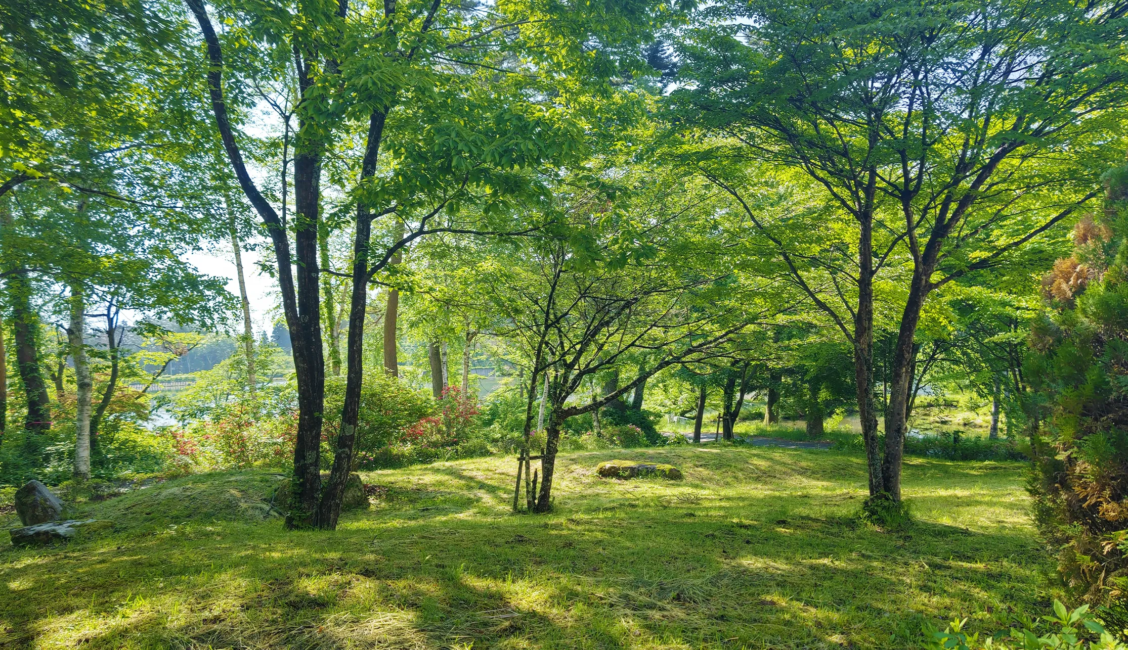 春から初夏は小鳥のさえずり