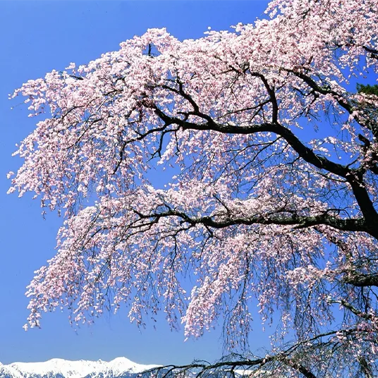 駒ヶ根観光